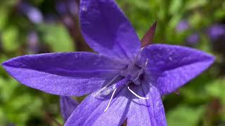 Campanula poscharskyana “blue waterfall” Serbian bellflower [upl. by Honey]