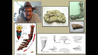 What are Cnidarians and what has their fossil record revealed about the history of life [upl. by O'Doneven415]