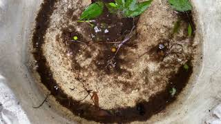 Tadpoles swimming in birdbath [upl. by Adaha]