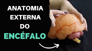 ANATOMIA EXTERNA DO ENCÉFALO [upl. by Aivataj690]