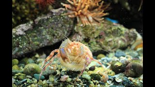 Pagurus Prideaux and Adamsia Palliata Hermit Crab and Cloak Anemone [upl. by Sillig259]