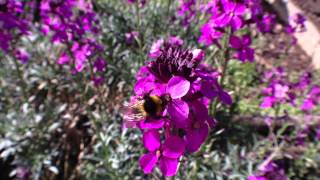 Bowless Mauve a top bee and other pollinators plant [upl. by Joya]