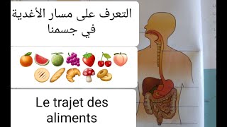 Eveil scientifique les aliments dans mon corps [upl. by Craddock423]