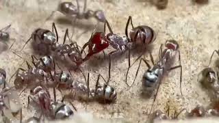 Cataglyphis bombycina colony desert ants [upl. by Esialb]