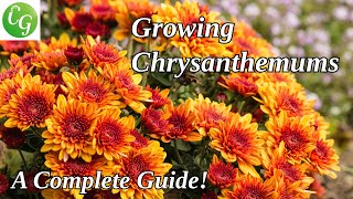 Chrysanthemum Gardening Guide Care Propagation and Expert Growing Tips [upl. by Neeven]