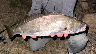 Fishing in Brisbane City with fresh bait  land based sessions that catch decent fish [upl. by Nywg]