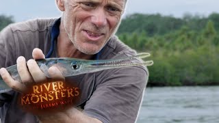 The Case Of The Coral Reef Killer  NEEDLE FISH  River Monsters [upl. by Martel]