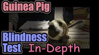 Guinea Pig Blindness Test  In Depth with Blaze [upl. by Werd]