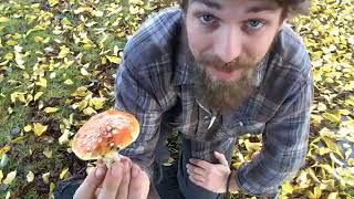 Amanita Muscaria  Legend of the Flying Reindeer People [upl. by Noired]