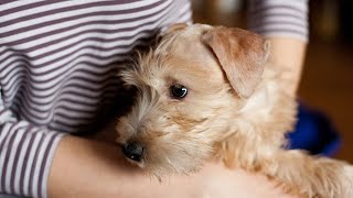 Everything You Need to Know About the Soft Coated Wheaten Terrier [upl. by Olivier]