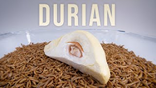 10 000 Mealworms vs DURIAN [upl. by Adien283]