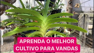 COMO CULTIVAR ORQUÍDEA VANDA [upl. by Nevla]