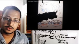 Neural tube Concept  Arrangement of Nuclei in Brainstem amp Spinal cord [upl. by Fillbert]