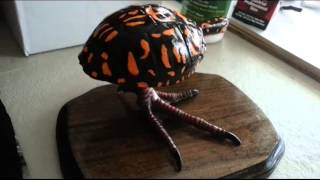 Turtle shell Turkey call [upl. by Farl]