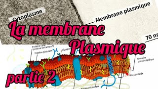 📌cour biologie cellulaire La membrane plasmique partie 2 [upl. by Annawot936]