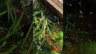 Mixing swordtails fish aquarium swordtailfish swordtail platy fishtankmollyfishmolliesguppy [upl. by Ignace305]