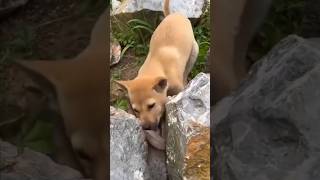 Dog vs Animal Unique video Viral short video [upl. by Sada]