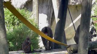 The Mandrill Monkey 🙉 UpClose AudubonInstitute AudubonZoo NewOrleans [upl. by Lahpos]