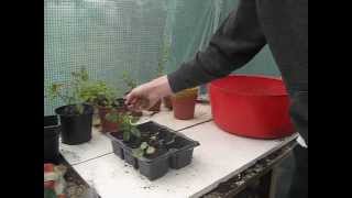 How to Transplant your Rooted Rose cuttings [upl. by Ihcalam]