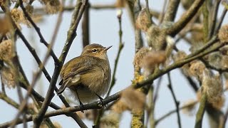 Chiffchaff Singing  Sounds of Spring [upl. by Hallam]