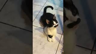 Meet Mostaccioli – the moustache cat who looks like Freddie Mercury Part One [upl. by Hanson]