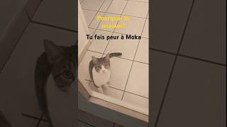 Le miaulement du chat cats miauler chat catlover cute cjats kitten funny meow miaulement [upl. by Odnanreh]