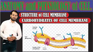 Cell membrane Carbohydrates  Types of Carbohydrates present in Cell membrane  Top lesson4u [upl. by Ellenaej]