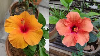 Hibiscus Plant Not FloweringBlooming  What To Do  The Right Gardening [upl. by Attiuqal]