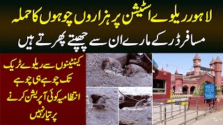 Lahore Railway Station Per Choohon Ka Hamla Musafir Preshan  Canteen Se Track Tak Har Jaga Choohay [upl. by Anrak]