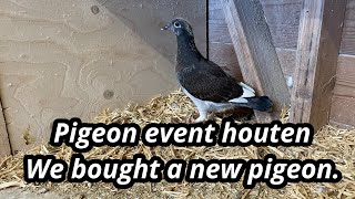 Pigeon Event Houten  And we bought a new pigeon from [upl. by Meean463]