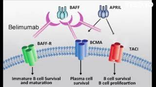 belimumab mode of action [upl. by Maisey888]