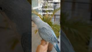 퀘이커 앵무새 블루 오파린 Myiopsitta monachus [upl. by Gilbertine]