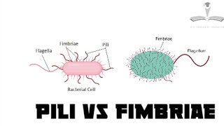 Pili vs Fimbriae  microbiology [upl. by Nereen199]