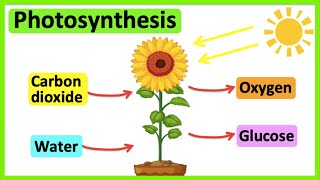 Photosynthesis 🌷  What is photosynthesis  Stepbystep process [upl. by Yemorej]