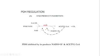 Oxidative decarboxylation of pyruvate and fate of acetyl CoA [upl. by Taimi]