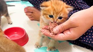 Feeding very hungry kittens They meow but eat so cutely [upl. by Anavoig]