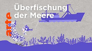 Die Überfischung berechnen  Data Science  ARTE [upl. by Eberhard]