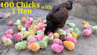 100 Colorful Chicks With One Aseel Hen  Hen Hatched 100 Eggs to Colored chicks [upl. by Yclehc317]