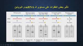 الطفرة point mutation [upl. by Reteid]