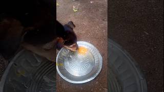 Feed the puppy nutritious food shortsfeed awareness youtube puppy like and Subscribe 👍 [upl. by Silbahc]