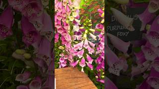 RHS Tatton Park Flower Show 2024 [upl. by Drarrej]