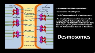 Desmosomes [upl. by Weihs]