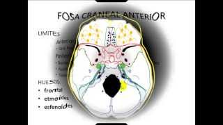 FOSAS CRANEALES ANATOMIA CABEZA [upl. by Attenaz802]