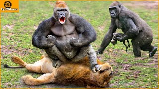 45 Moments Unbelievable  Revenge Of Gorilla King When Discovering Lion Pride Tracking Him [upl. by Nedle]