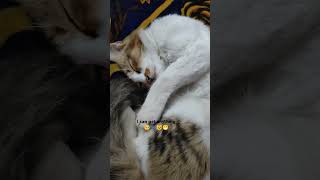 subcribe like views cute love catlover funnyanimal sleeping [upl. by Meda120]