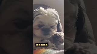 Farting on dogs and their reactions dogs funny fart dogreactions [upl. by Aseela]