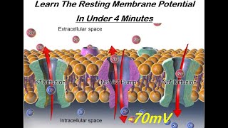 Learn The Resting Membrane Potential in Under Four Minutes [upl. by Saitam]