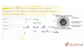 In C4 plants bundle sheath cells are characterised by how many features given below Br i Lar [upl. by Gough]