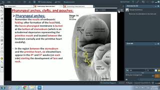 Embryology of Pharyngeal Arches and Face Part 1  Dr Ahmed Farid [upl. by Harrat]