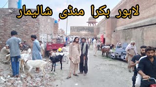 Bakra mandi Lahore Shalimar Bagh Sunday update Lahore Pakistan [upl. by Narbig]